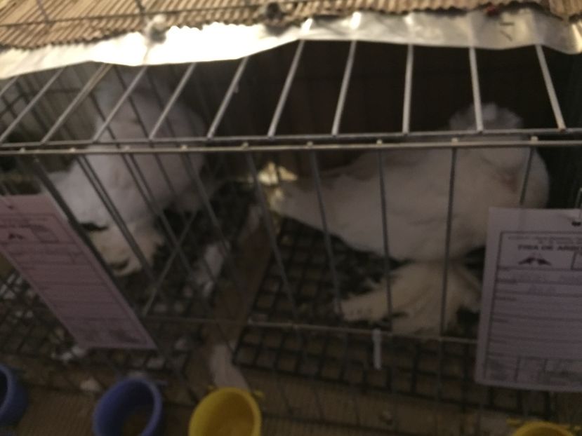  - Expozitie Fauna Banatului 2017