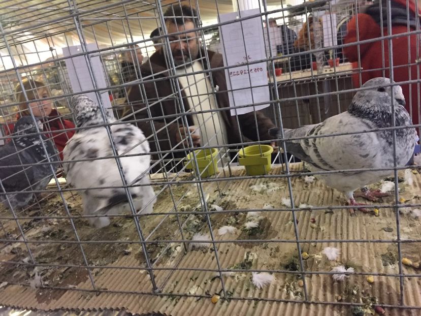  - Expozitie Fauna Banatului 2017