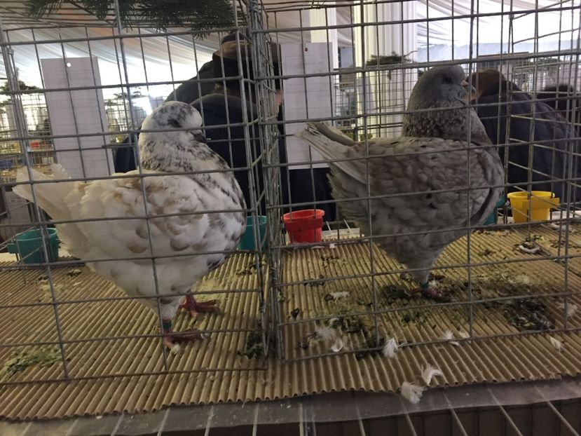  - Expozitie Fauna Banatului 2017