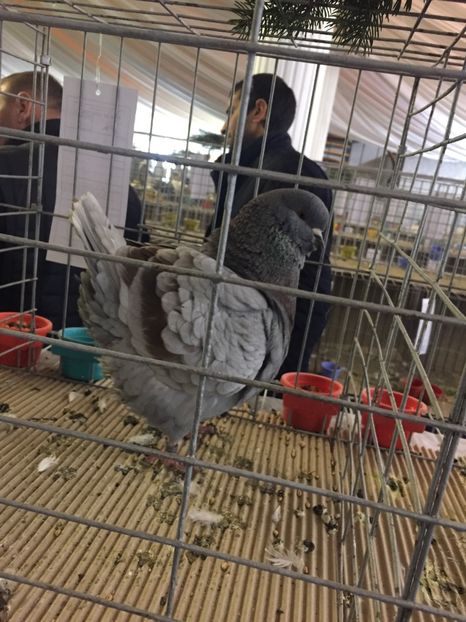  - Expozitie Fauna Banatului 2017