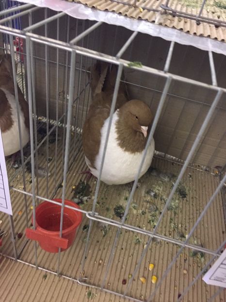  - Expozitie Fauna Banatului 2017