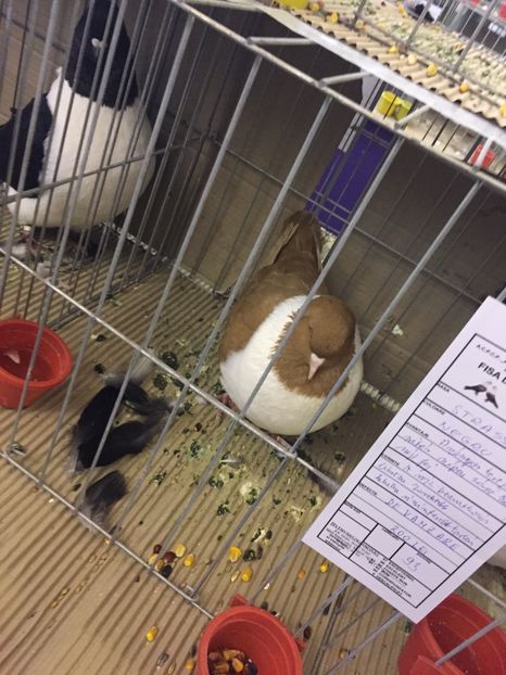  - Expozitie Fauna Banatului 2017