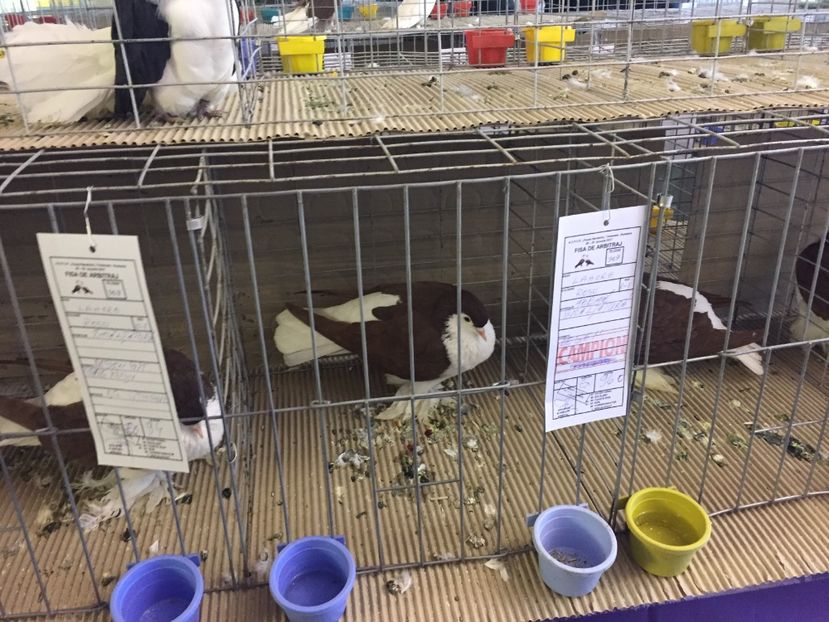  - Expozitie Fauna Banatului 2017