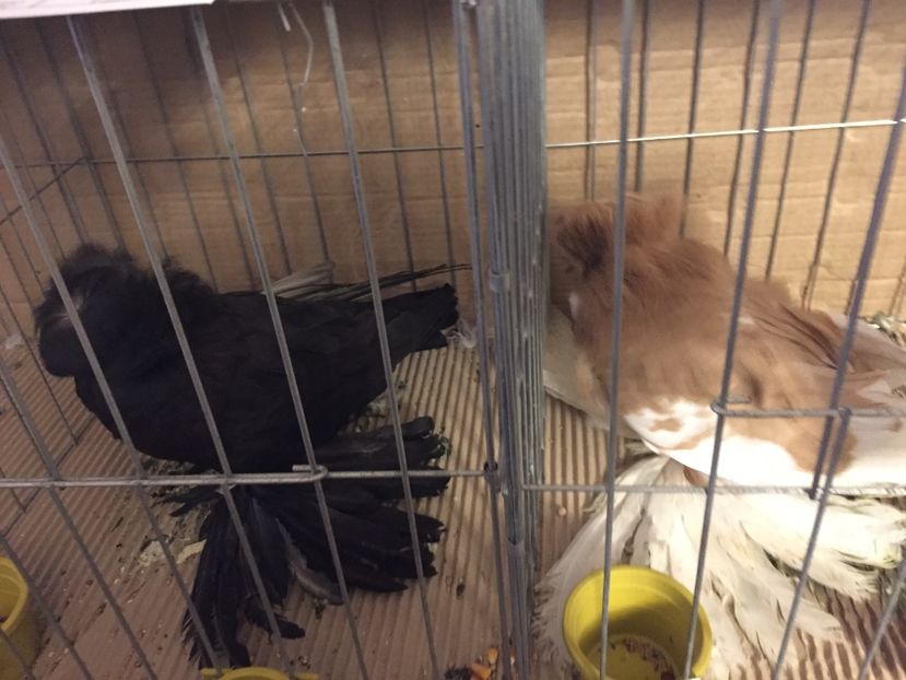  - Expozitie Fauna Banatului 2017