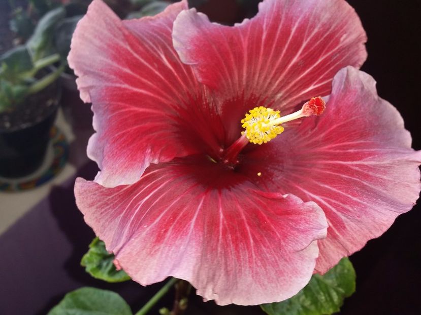 13-02-2017 - Tahitian purple queen