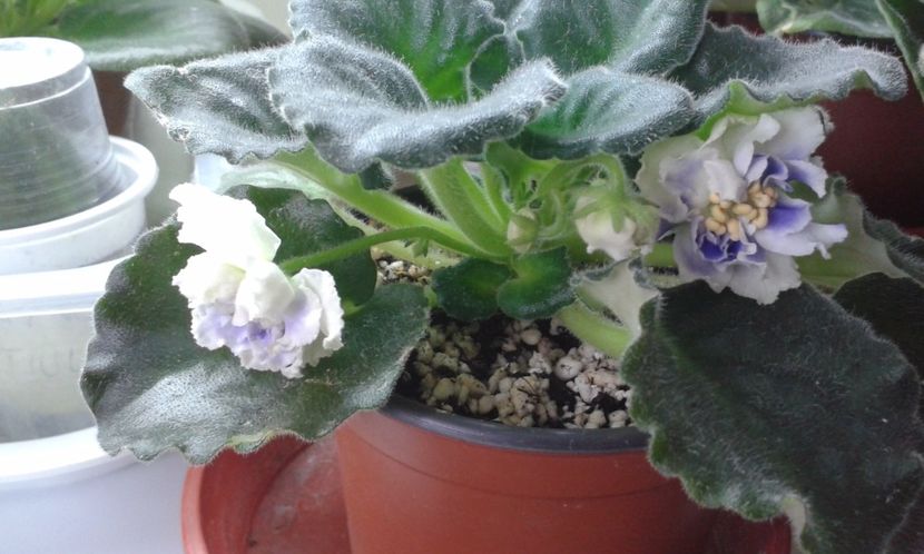 Goluboi Tuman - VIOLETE DE COLECTIE 2017