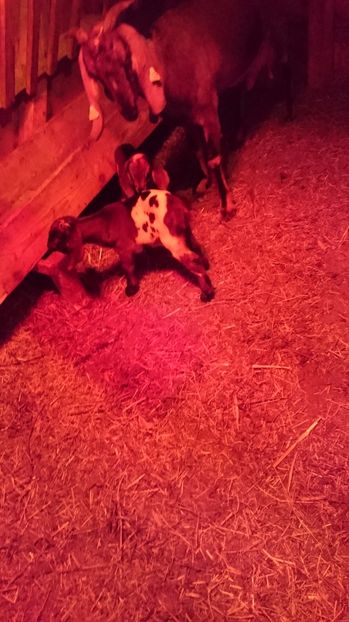 SORA, mama CEZARILOR - Fatari ianuarie 2017