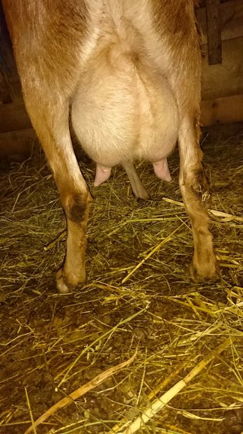 SORA, mama CEZARILOR - Fatari ianuarie 2017