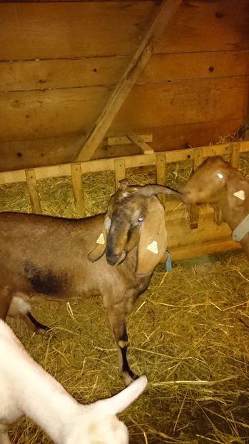 SORA, mama CEZARILOR - Fatari ianuarie 2017