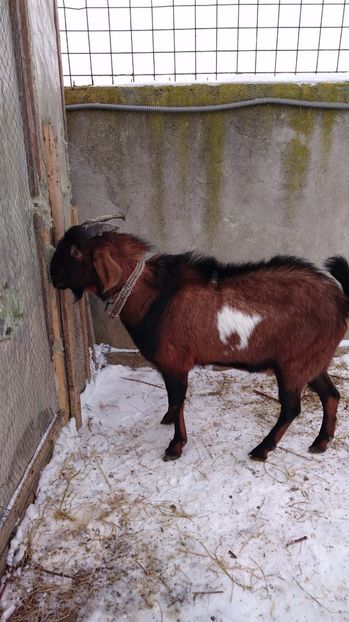 Ciocolatel, tatal Cezarilor - Fatari ianuarie 2017