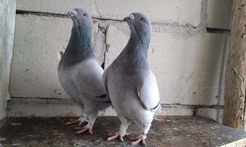  - Cuci -Albastri- Matca 2018