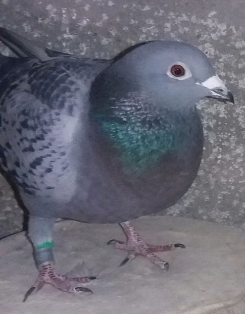 2487028/11/F - Porumbei norme 2016