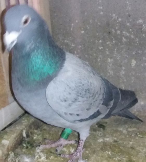 1279023/14/M - Porumbei norme 2016