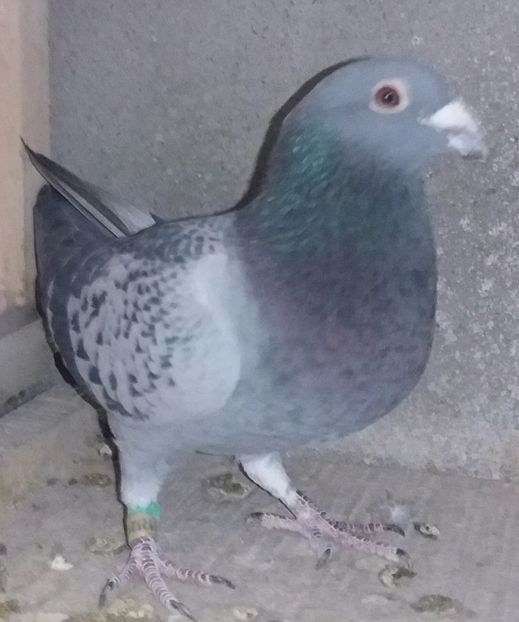 1212139/13/M - Porumbei norme 2016