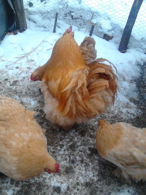  - Matca 2017 - Cochinchina urias galben