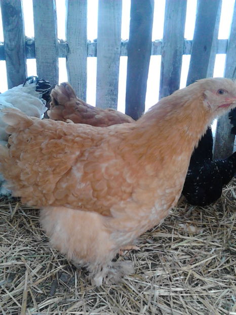  - Matca 2017 - Cochinchina urias galben