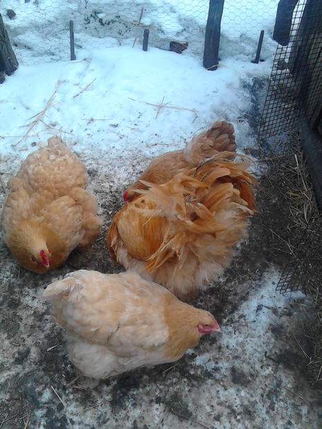  - Matca 2017 - Cochinchina urias galben