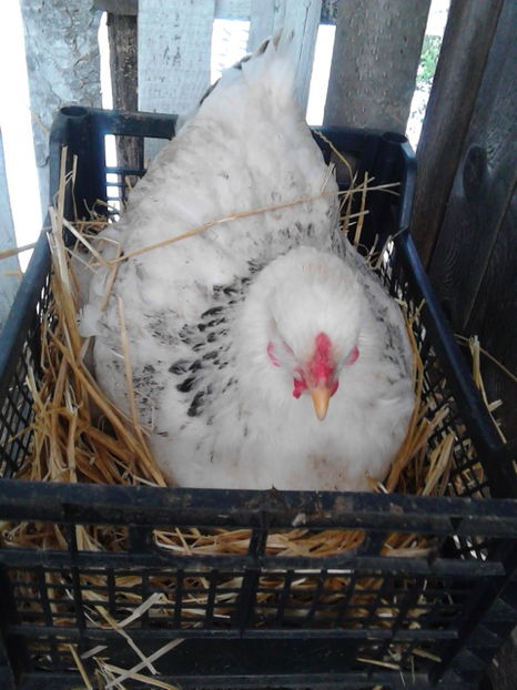 gaina brahma - Matca 2017 - Brahma herminat deschis