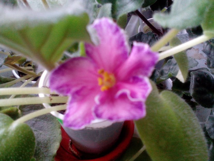  - RS Zorro de la Arianna