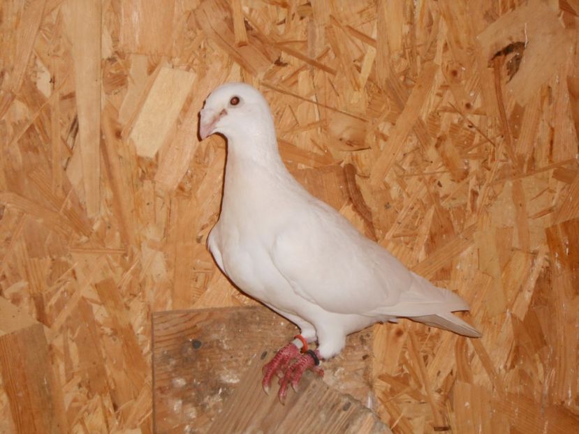  - 11 - voiajori simi