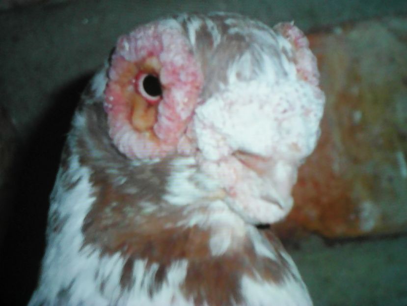  - B E R B E R I  ---    BARBS  PIGEONS