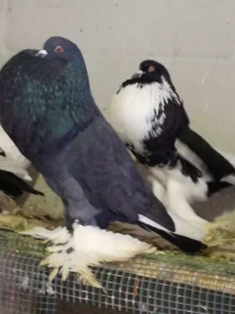 Masc negru 2016 - GUSATI DE POMERANIA