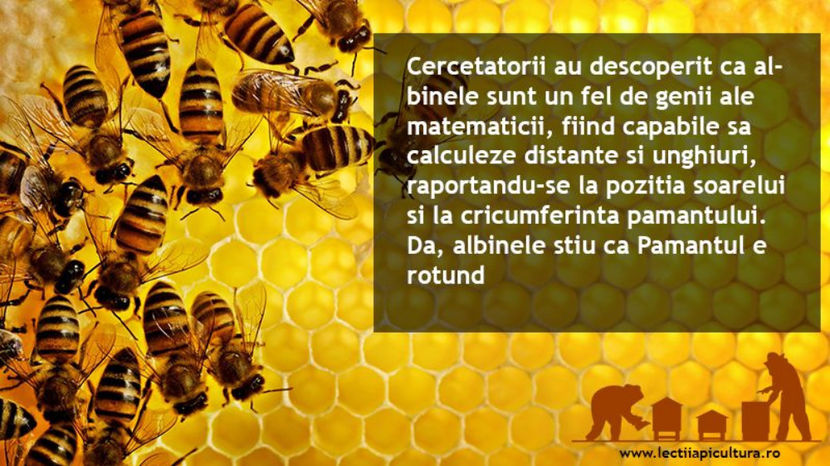 curiozitati-apicole-compressor - Lectii Apicultura