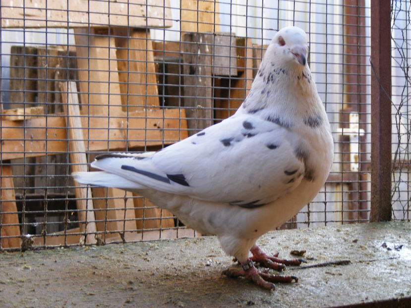 M 2016 vandut APR.2017 - PORUMBEI VINDUTI