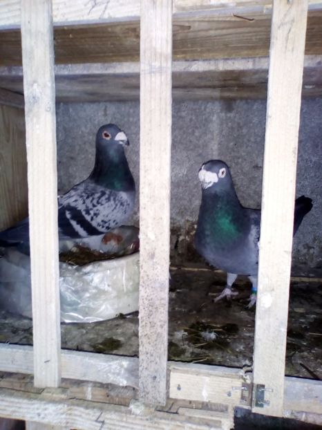  - 05-VOIAJORI STIL VECHI