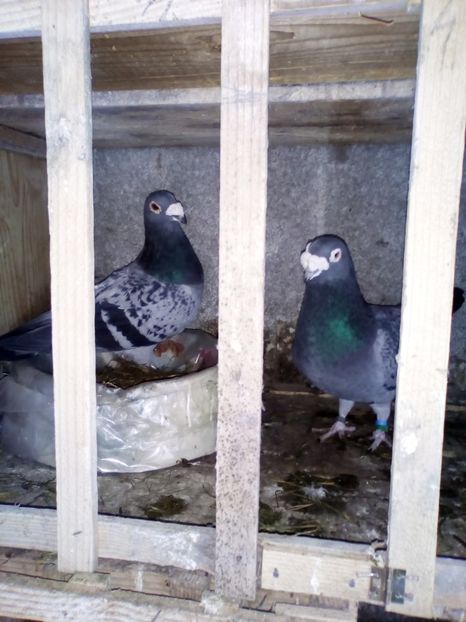  - 05-VOIAJORI STIL VECHI