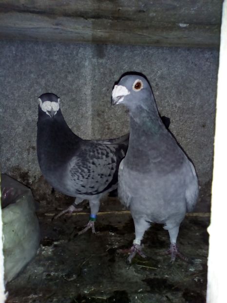  - 05-VOIAJORI STIL VECHI