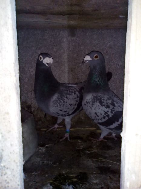  - 05-VOIAJORI STIL VECHI