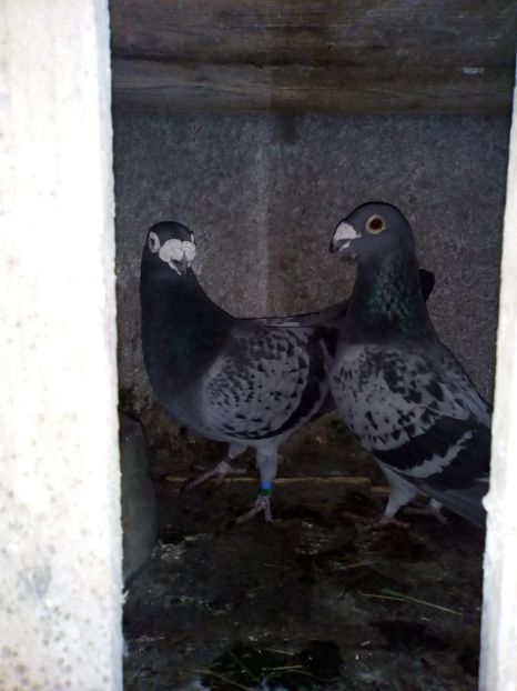  - 05-VOIAJORI STIL VECHI