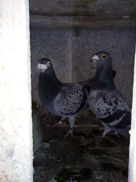  - 05-VOIAJORI STIL VECHI