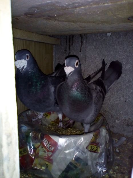  - 05-VOIAJORI STIL VECHI