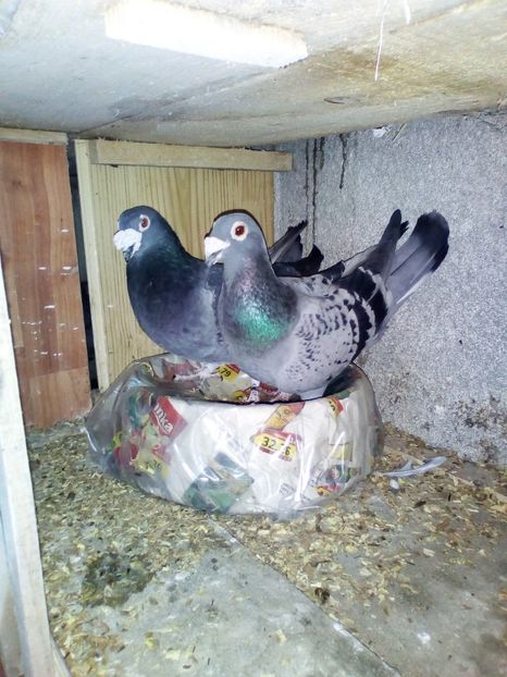  - 05-VOIAJORI STIL VECHI