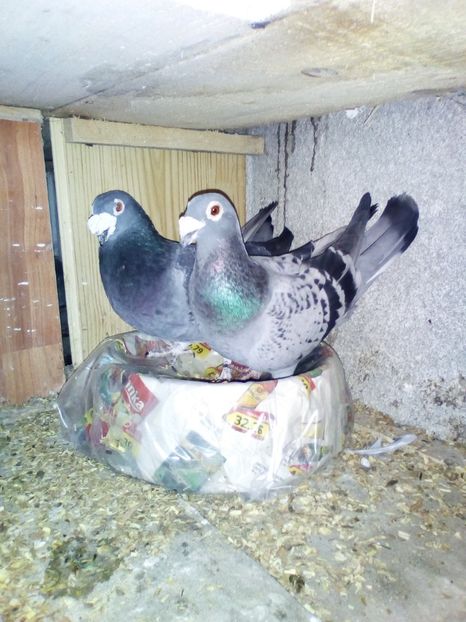  - 05-VOIAJORI STIL VECHI