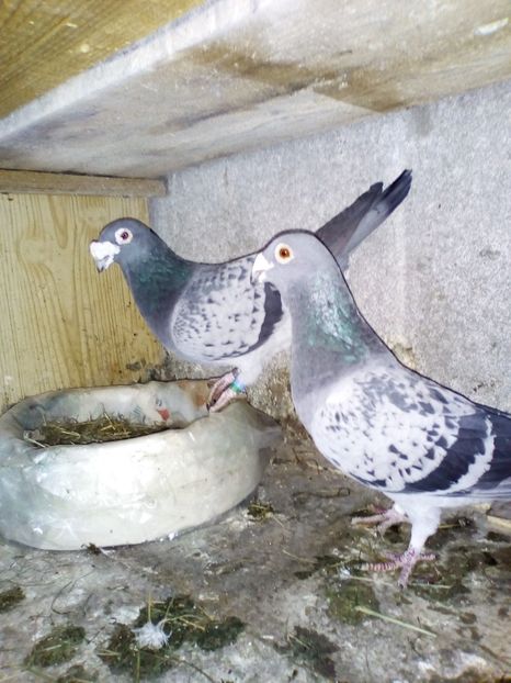  - 05-VOIAJORI STIL VECHI