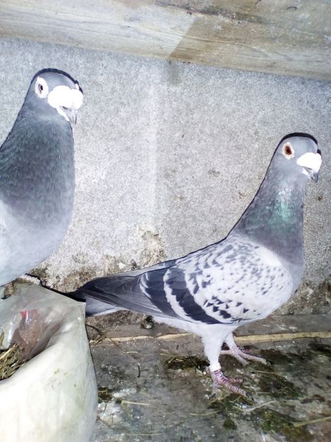  - 05-VOIAJORI STIL VECHI