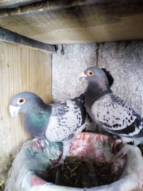  - 05-VOIAJORI STIL VECHI