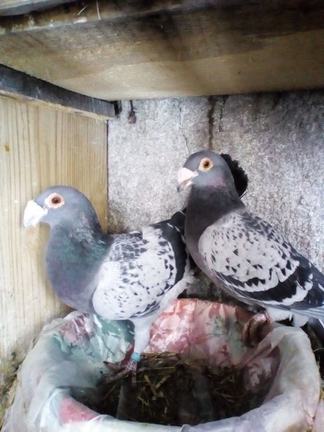  - 05-VOIAJORI STIL VECHI