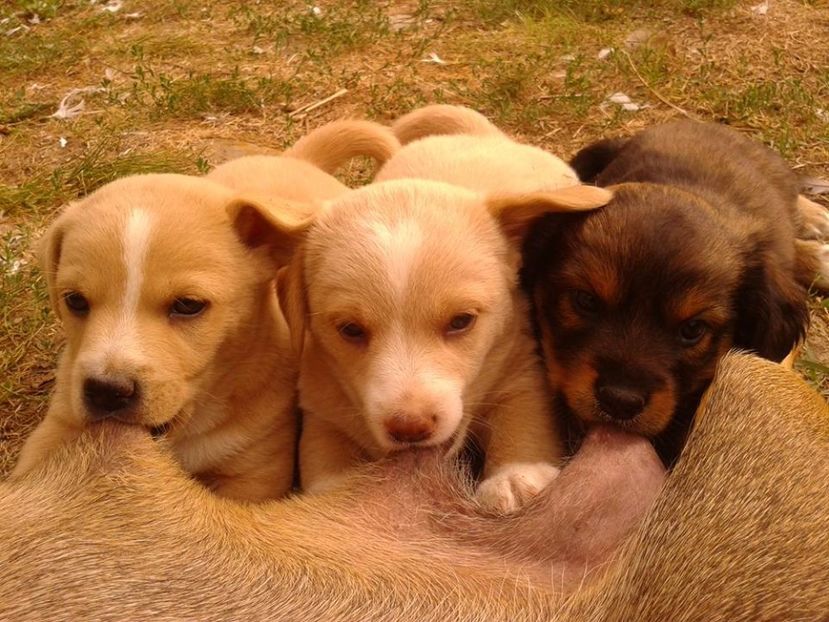 Piki,Osmi,Lori - AAAAAAAAA__DIVA_OSMI URMASUL LUI OSMAN IN MEMORIAM