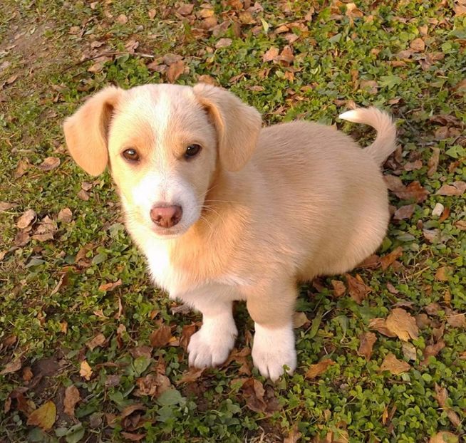  - AAAAAAAAA__DIVA_OSMI URMASUL LUI OSMAN IN MEMORIAM