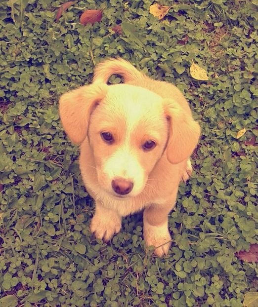  - AAAAAAAAA__DIVA_OSMI URMASUL LUI OSMAN IN MEMORIAM