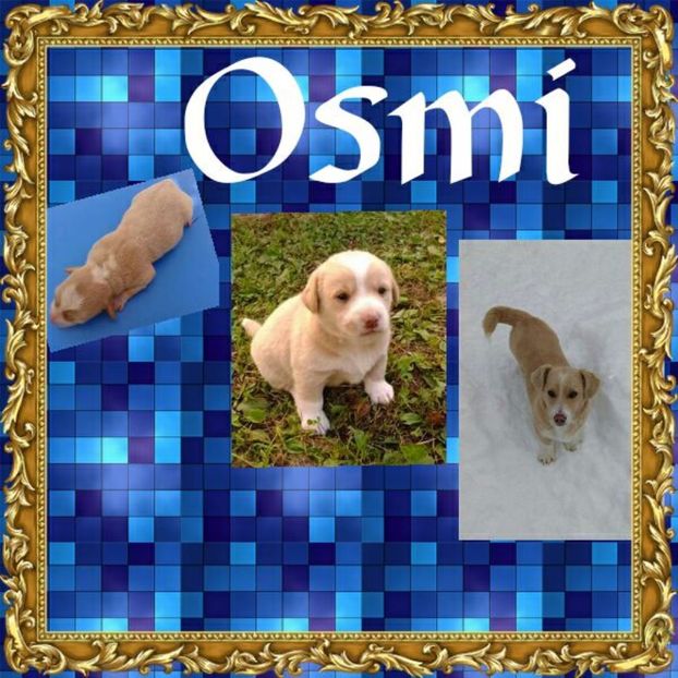  - AAAAAAAAA__DIVA_OSMI URMASUL LUI OSMAN IN MEMORIAM