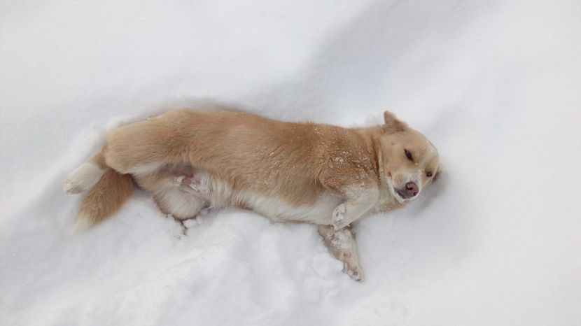  - AAAAAAAAA__DIVA_OSMI URMASUL LUI OSMAN IN MEMORIAM