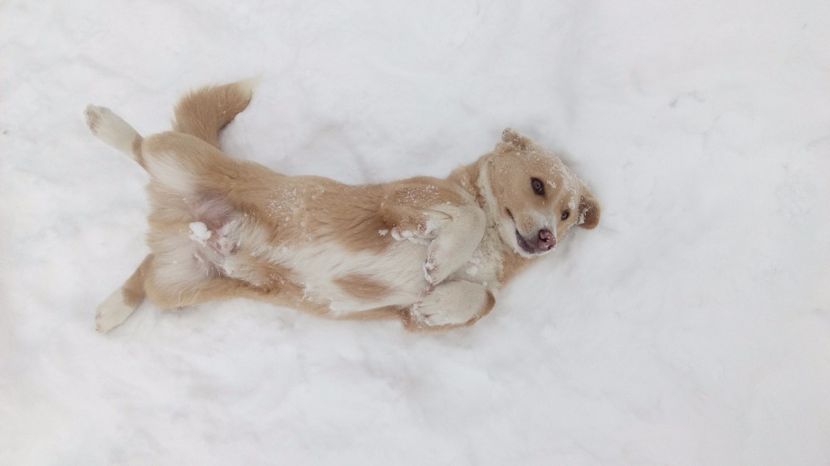  - AAAAAAAAA__DIVA_OSMI URMASUL LUI OSMAN IN MEMORIAM