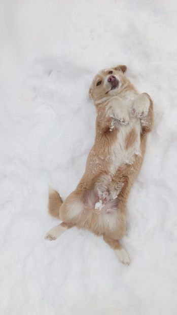  - AAAAAAAAA__DIVA_OSMI URMASUL LUI OSMAN IN MEMORIAM