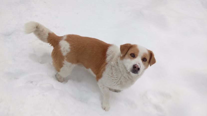  - AAAAAAAAA__DIVA_OSMI URMASUL LUI OSMAN IN MEMORIAM