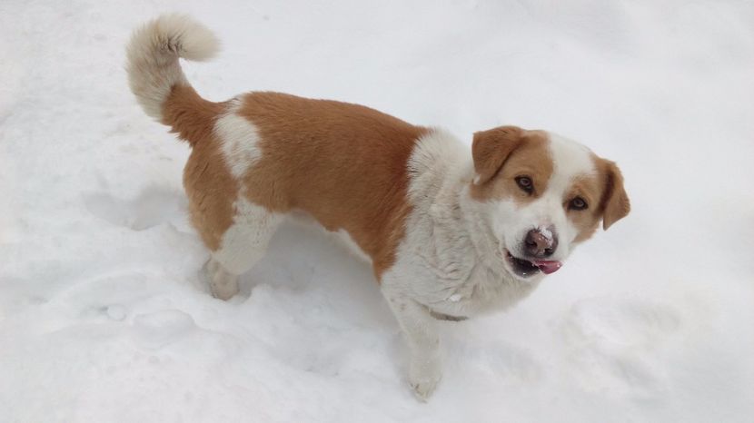  - AAAAAAAAA__DIVA_OSMI URMASUL LUI OSMAN IN MEMORIAM